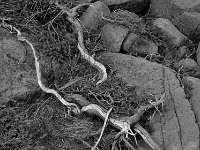 54849CrBwLe - Along the Tablelands Trail - Gros Morne National Park  Peter Rhebergen - Each New Day a Miracle